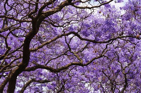 Jacaranda : planter et entretenir cet arbre à la magnifique floraison