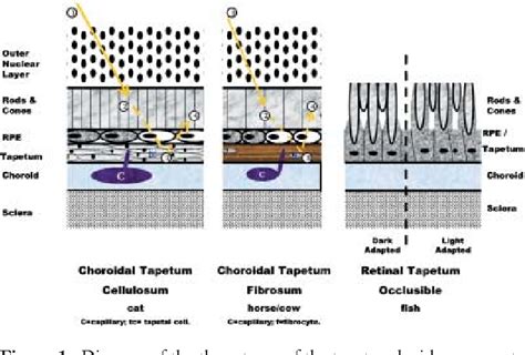 Tapetum Lucidum Diagram