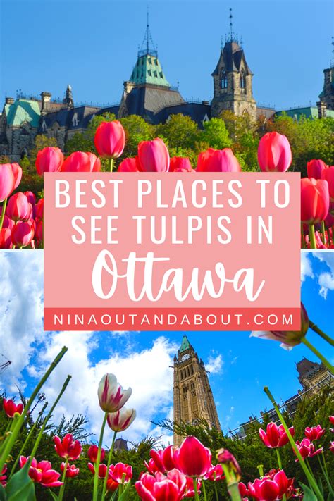 Best places to see tulips in ottawa at the canadian tulip festival 2023 ...