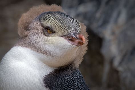 Hoiho Penguins | Backcountry Gallery Photography Forums