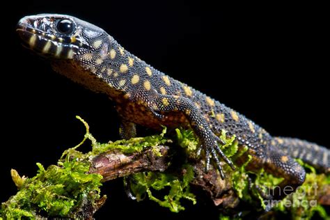 Yellow Spotted Tropical Night Lizard Photograph by Danté Fenolio