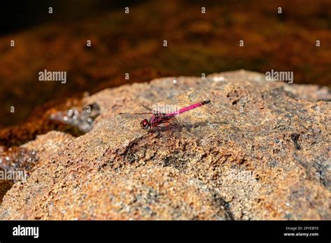 Crimson dropwing, Trithemis selika, dragonfly, Andringitra National ...