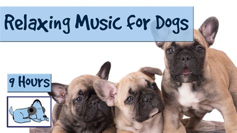 Over 9 Hours of Relaxing Music for Dogs! Compilation of Soothing Music for your Pup! 🐶 RMD10 ...