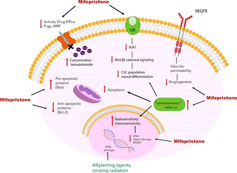 Frontiers | Mifepristone Repurposing in Treatment of High-Grade Gliomas