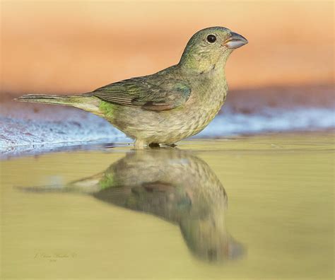 Female Painted Bunting Photograph by Elaine Brackin - Fine Art America