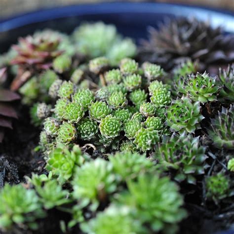 Buy house leeks or houseleeks collection Sempervivum collection: £34.99 ...