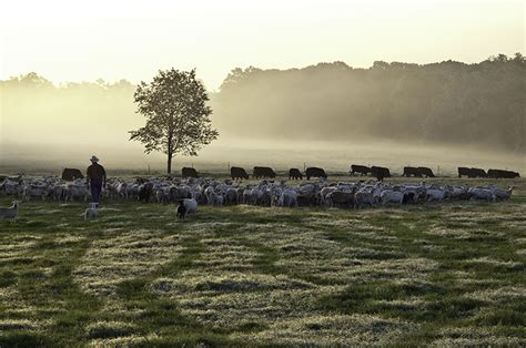 White Oak Pastures – Center for Regenerative Agriculture and Resilient ...