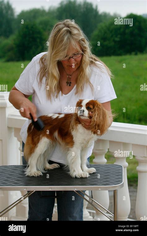 Woman grooming Cavalier King Charles Spaniel blenheim brush brushing ...