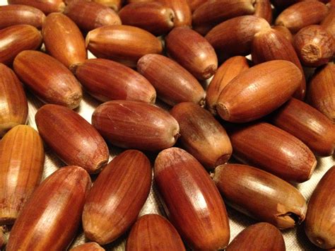 Happy Fall! Aren't these pretty? Acorns have been a great food source worldwide for generations ...