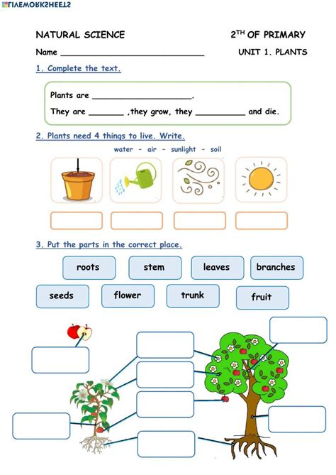 Plants worksheet and activity pack – Artofit