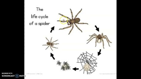 wolf Spider life cycle - YouTube