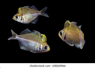 19 Humpheaded Glassfish Images, Stock Photos & Vectors | Shutterstock