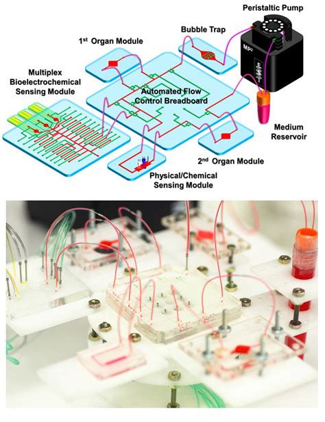 Organs-on-Chips: Applications, Challenges, and the Future | Technology Networks