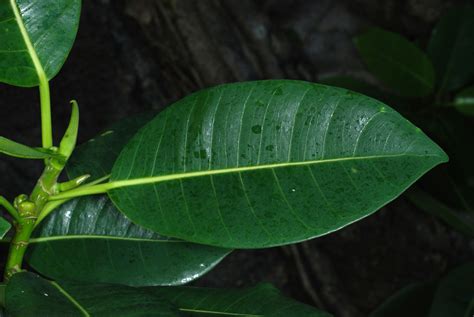 Ficus aurea Nutt. | Plants of the World Online | Kew Science