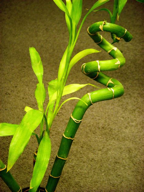 Lucky Bamboo Plants For Sale - Bamboo Plants HQ