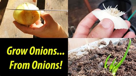 How Do You Grow Onion from an Onion - BroadPick