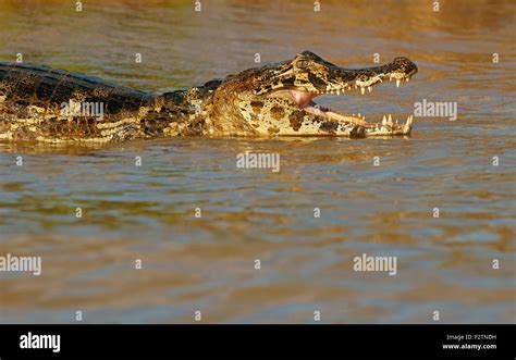 Yacare caiman (Caiman Yacare, Caiman crocodilus yacare), with open mouth, in water, Pantanal ...