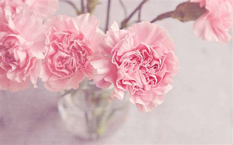 Light Pink Carnation Flowers MacBook Pro Wallpaper Download | AllMacWallpaper