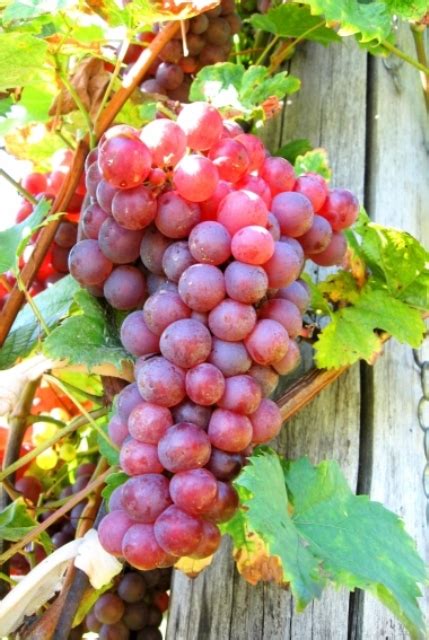 Red Flame Bunch Grape Vine | Ison's Nursery & Vineyard