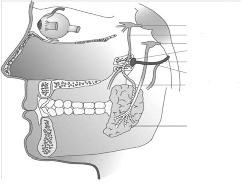 Parotid Gland Innervation Quiz