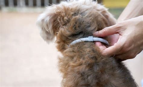 4 Best Flea Collars for Dogs [2022 Reviews]