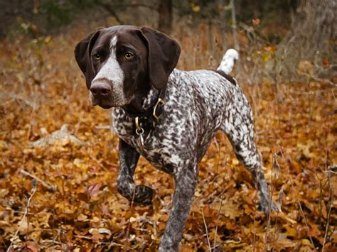 12 Best Hunting Dog Breeds | Man of Many