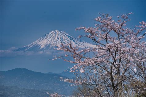 Mt. Fuji and cherry blossoms :: Behance