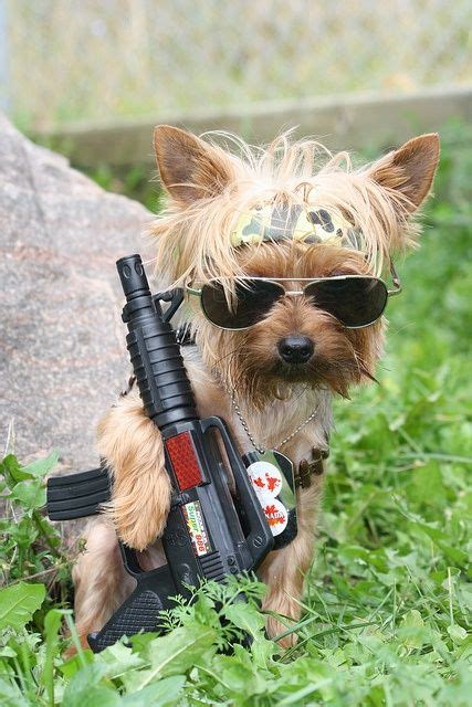 Funny Dogs With Guns