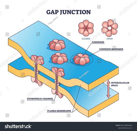 21 Intercellular space Images, Stock Photos & Vectors | Shutterstock