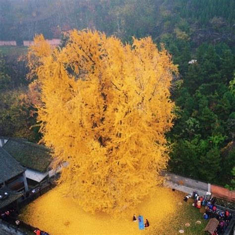 Golden leaves falling from a 1,400-year-old ginkgo tree in China creating a yellow ocean of ...