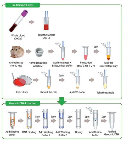 AccuPrep® Genomic DNA Extraction Kit (100 reactions)