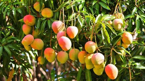 El árbol de mango • Periódico El Campesino – La voz del campo colombiano