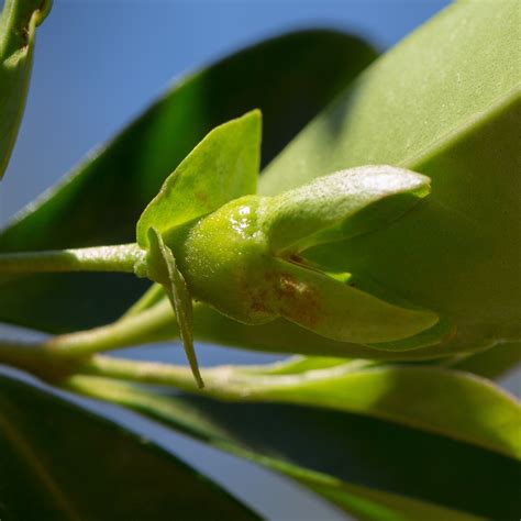 Eugenias fruiting - Pictures! - Growing Fruit