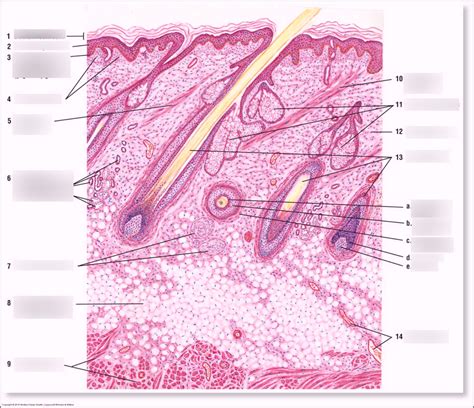 The Integumentary system histology diagram Diagram | Quizlet