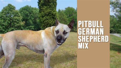 German Shepherd Pitbull Mix - Complete Dog Breed Information - Petmoo