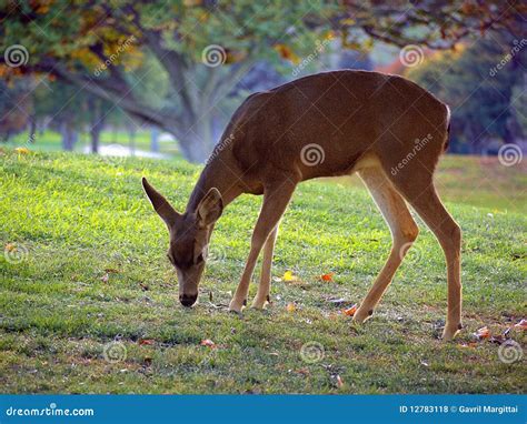 Whitetail Deer Grazing Royalty Free Stock Photos - Image: 12783118