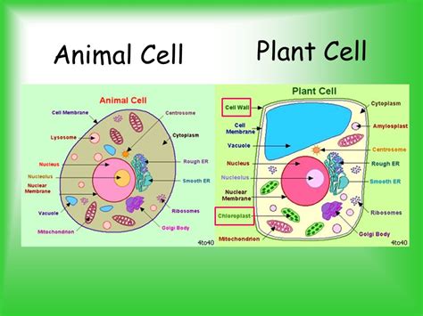 Parts of a Cell. - ppt video online ... | Animal cell, Plant and animal cells, Cell diagram