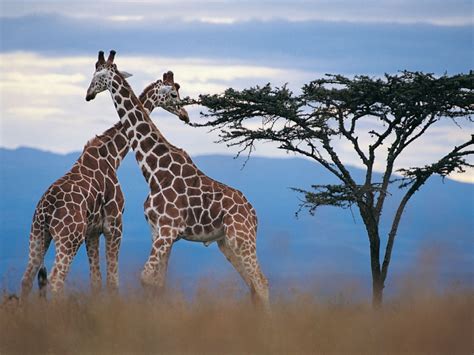 Where do Giraffes Live? Facts About the Habitat of an Elephant