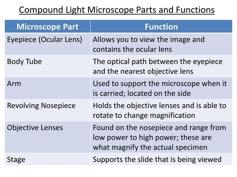 What Are The Parts And Functions Of A Compound Light Microscope - Infoupdate.org