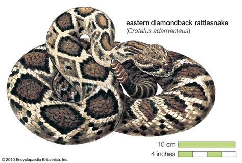 Rattlesnake | Definition, Habitat, Species, & Facts | Britannica