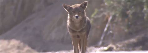 About Coyote: Appearance, biology, life cycle, habitat, diet, behavior