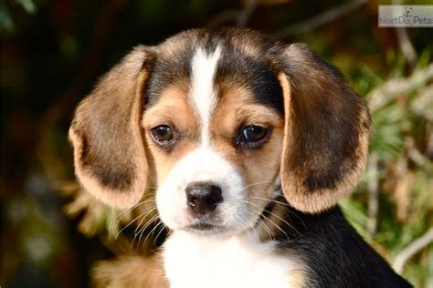 male beagle puppy for sale near me