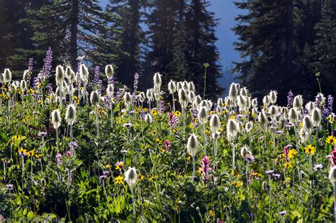 Wildflowers at Mount Rainier National Park