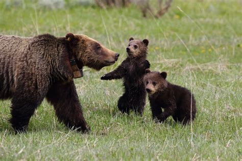 Best Time to See Grizzly Bears in Yellowstone National Park 2018