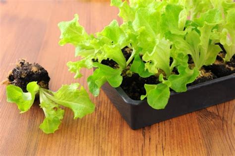 How To Grow And Harvest Iceberg Lettuce