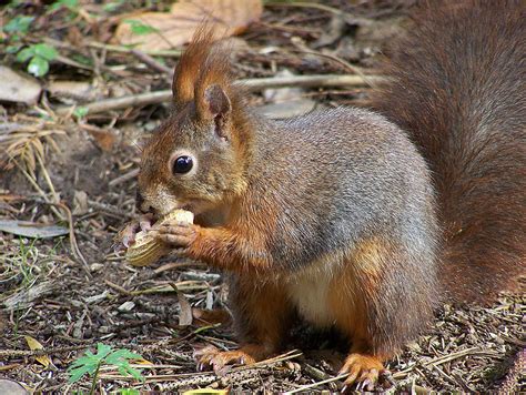 Squirrel - Eurasian Red Squirrel Information for Kids