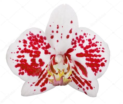 Single white orchid flower with red spots — Stock Photo © Dr.PAS #36748619