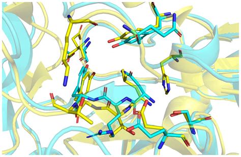 Identification and characterization of hirudin-HN, a new thrombin ...