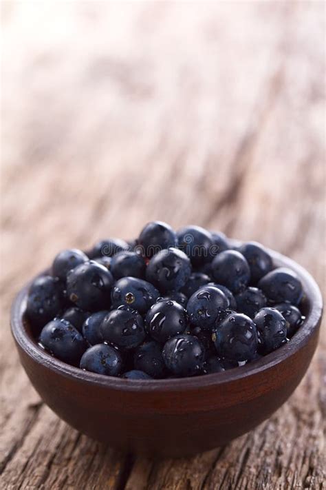 Fresh Raw Patagonian Calafate Berries Stock Photo - Image of nutrition, latin: 267525572