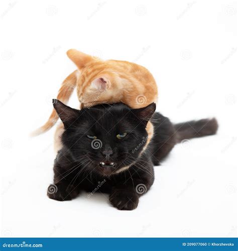 Red Striped Kitten Funny Plays and Fights with an Adult Black Cat, Isolated on White Background ...